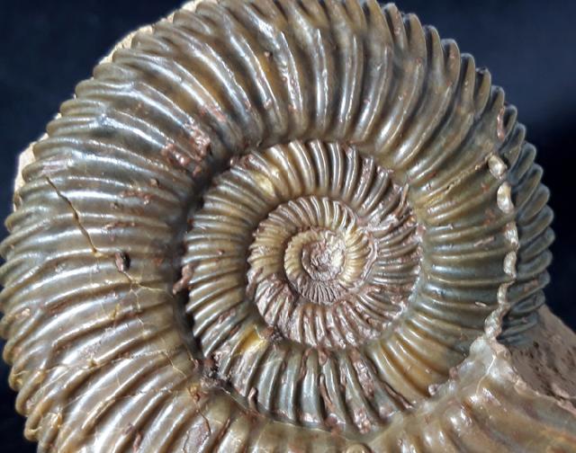 Parkinsonia parkinsoni (SOWERBY 1821) - Bild &copy; FossNet FossilienStore